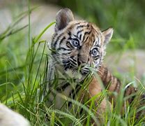 Image result for Black Tiger Cubs