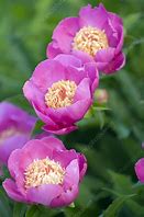 Résultat d’images pour Paeonia lactiflora Bowl of Beauty