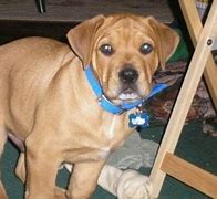 Image result for Bullboxer Puppies