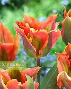 Image result for Tulipa Artist