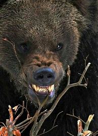 Image result for Creepy Bear