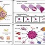 Image result for Tumor Sizes in mm