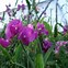 Billedresultat for Echinacea purpurea Meringue (r)