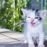 Image result for Baby Cat Crying