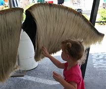 Image result for Blue Whale Baleen Plates