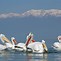 Image result for Tall Pelican