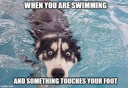 Image result for Meme Funny Dog Swimming