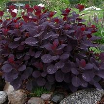 Cotinus coggygria Royal Purple に対する画像結果