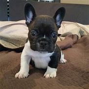 Image result for Affordable French Bulldog Puppies