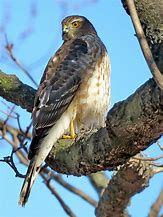 Image result for Cooper's Hawk Grateful White