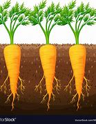 Image result for Carrot Plant Drawing
