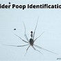 Image result for Wolf Spider Droppings