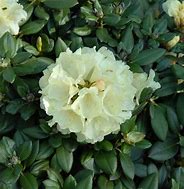 Rhododendron (Y) Centennial Gold に対する画像結果