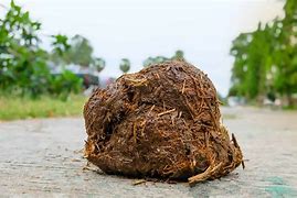 Image result for Bucket Elephant Dung