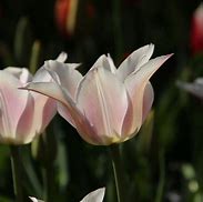 Tulipa Ballade Lady に対する画像結果