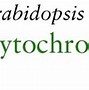 Image result for cytochrom_p 450