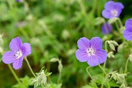 Image result for Geranium Orion