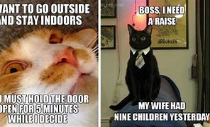 Image result for Funny Memes That Will Make You Laugh Cats