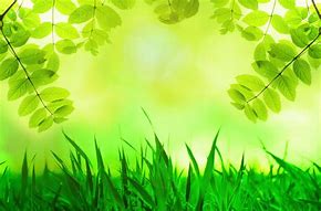 Image result for Green Wallpaper 1080X1920