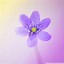 Image result for Purple Cute Wallapers