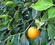 Image result for 1 Orange Fruit