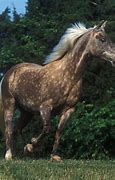 Image result for Kentucky Rocky Mountain Horse