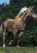 Image result for Rocky Mountain Horse Pics