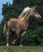Image result for Rocky Mountain Horse Stallion