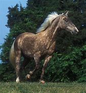 Image result for Equine Breeds