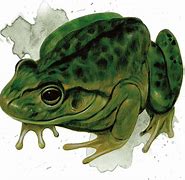 Image result for Giant Frog Pathfinder