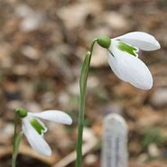 Image result for Galanthus plicatus Lord Lieutenant