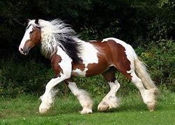Image result for Top 10 Horse Breeds