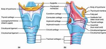 Image result for Thyroid Cartilage Adam's Apple