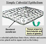 Image result for Simple Cuboidal 100X