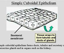 Image result for Simple Cuboidal 100X