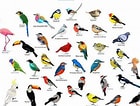 Image result for 10 Nombres de Aves. Size: 140 x 106. Source: ar.inspiredpencil.com