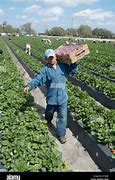 Image result for Mexicans Picking Fruit