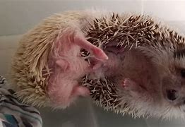 Image result for Hedgehog Organs