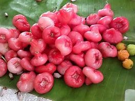 Image result for Water Rose Apple