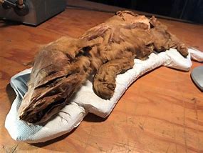 Image result for A Mummified Body