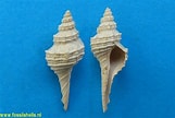 Afbeeldingsresultaten voor Coleoidea shells. Grootte: 161 x 108. Bron: www.fossilshells.nl