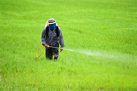 Image result for Pesticide Spraying