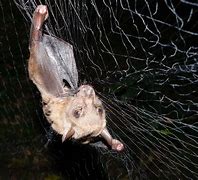 Image result for Bat Parasites