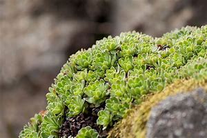 Image result for Saxifraga arendsii Standsfieldii