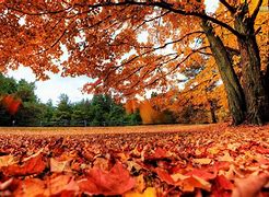 Image result for Leaf Laptop Lock Screen