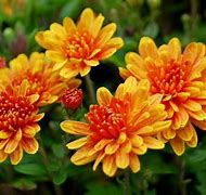 Image result for Orange Chrysanthemum Flower