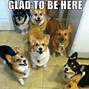 Image result for Smiling Sus Dog Meme