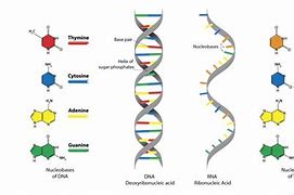 Image result for DNA and RNA Molecules