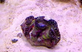 Image result for Clams in the Ocean