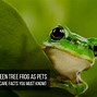 Image result for pets tree frogs facts